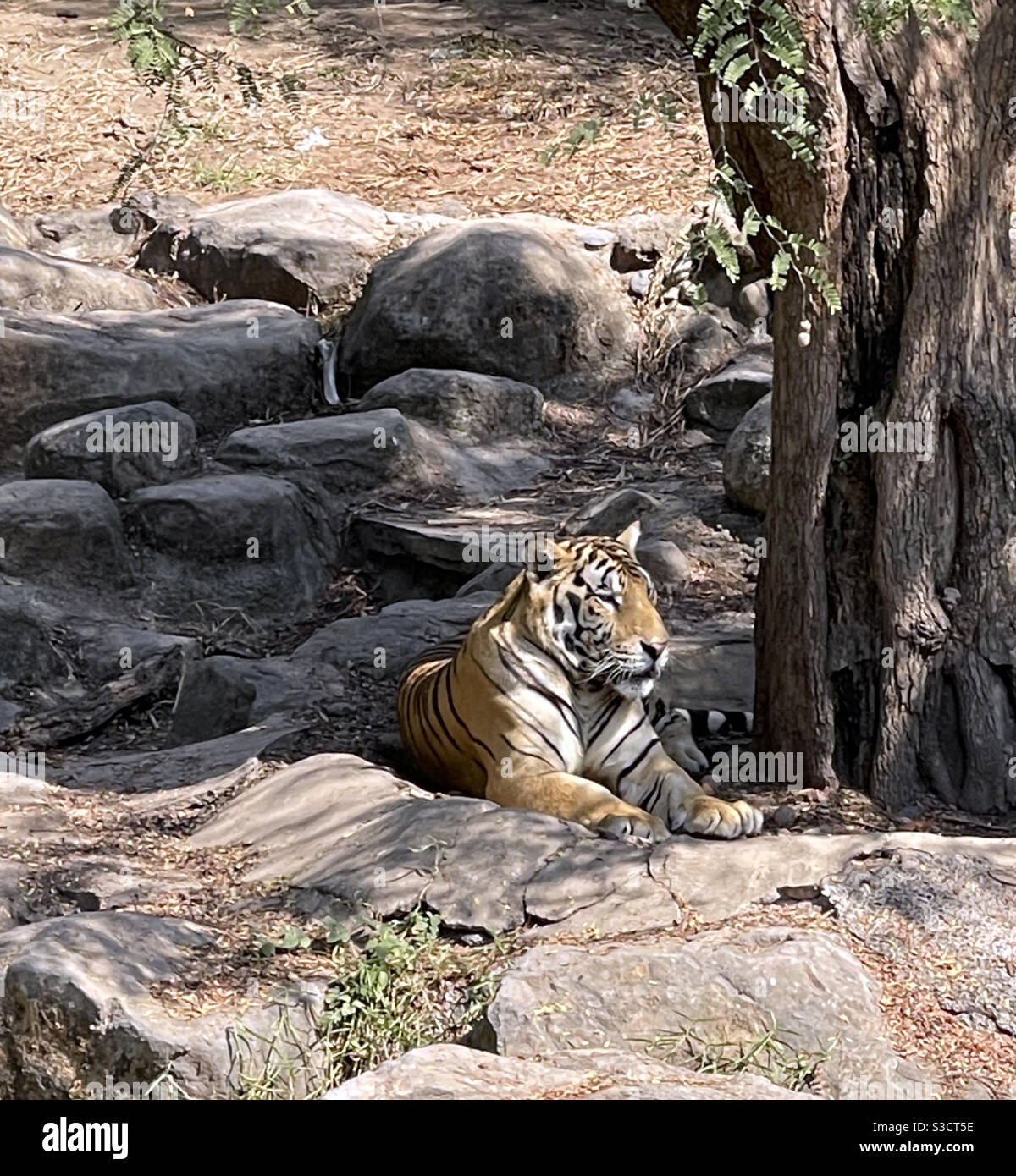 Tigre Foto Stock