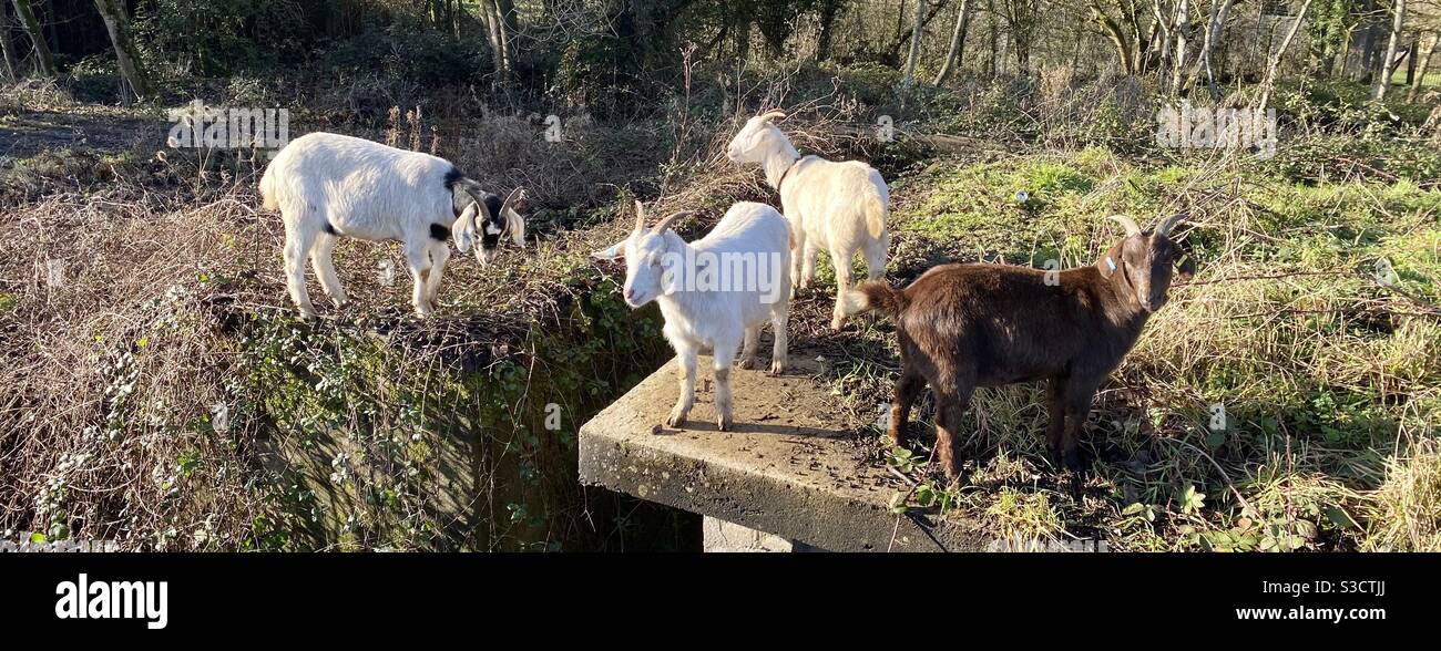 Streetgoat bristol - Immagine stock catturata con smartphone