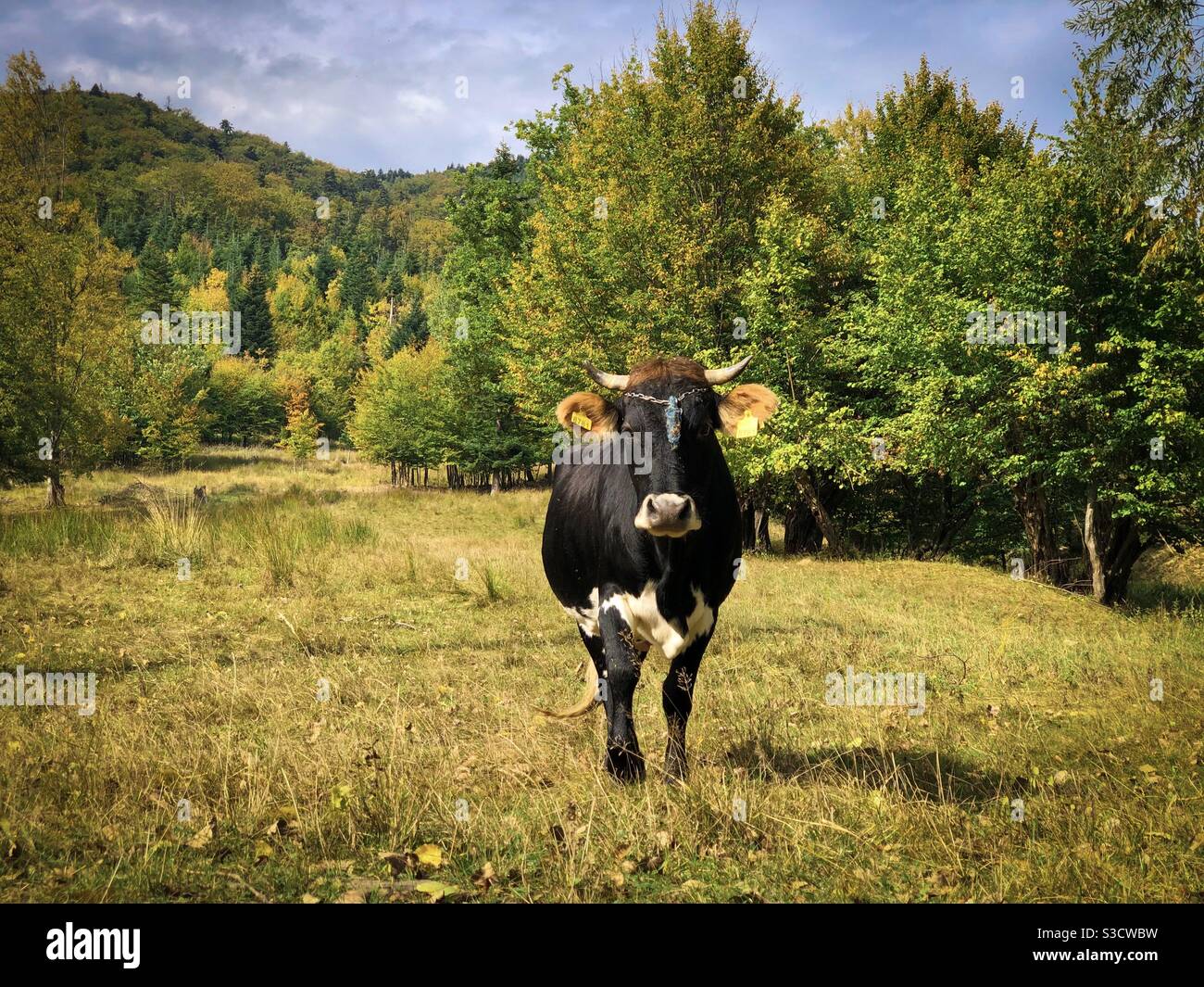Mucca pascolando in autunno Foto Stock