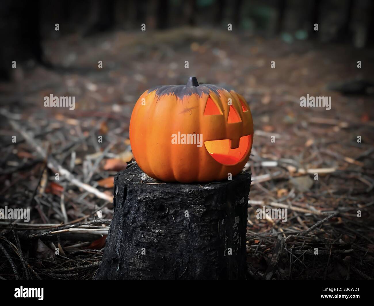 Zucca di Halloween illuminata in una foresta spooky Foto Stock