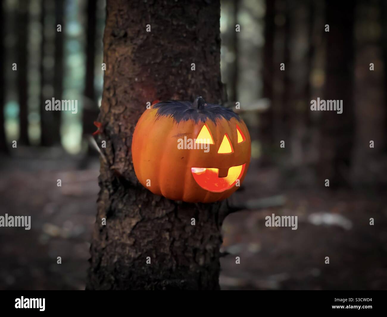 Zucca di Halloween illuminata in una foresta spooky Foto Stock