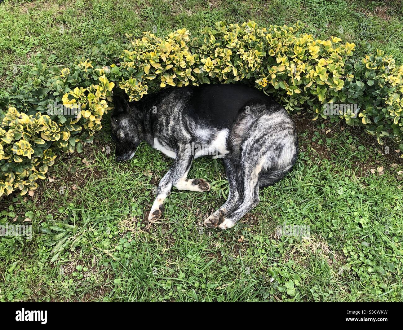 Cane randagio che dorme sull'erba Foto Stock