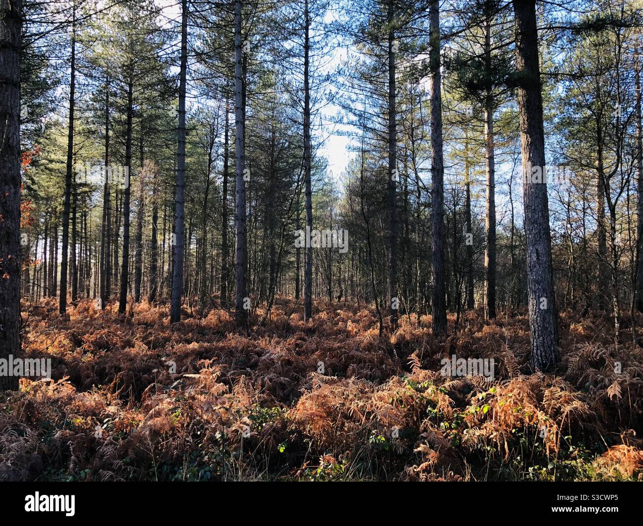 Alberi in foresta Foto Stock