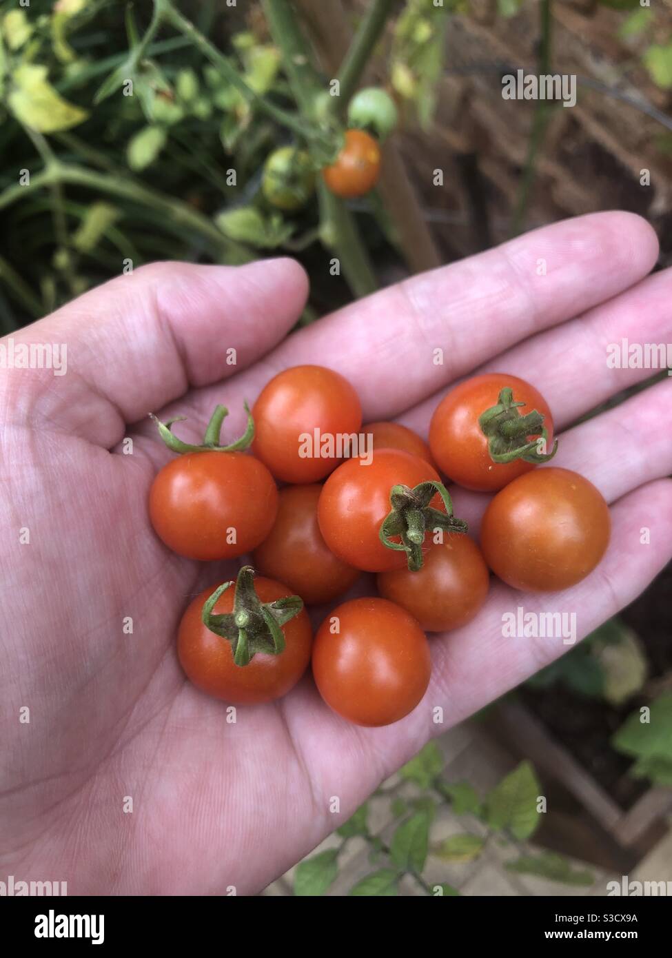 Reggendo a mano pomodori ciliegini rossi appena raccolti - Immagine stock catturata con smartphone