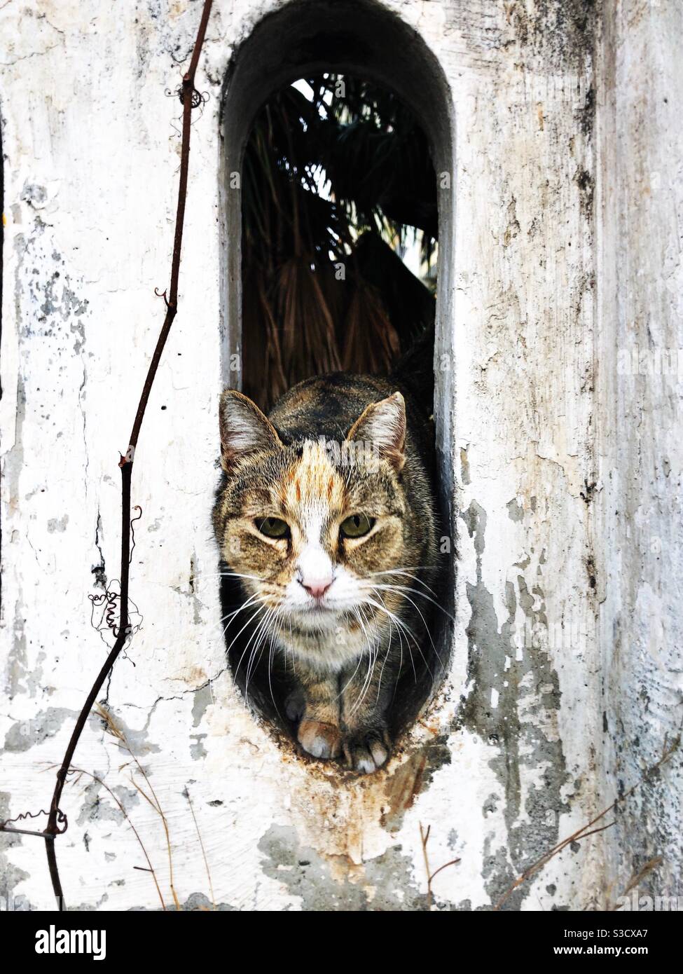 Gatto che passa attraverso una sala su un muro - Immagine stock catturata con smartphone