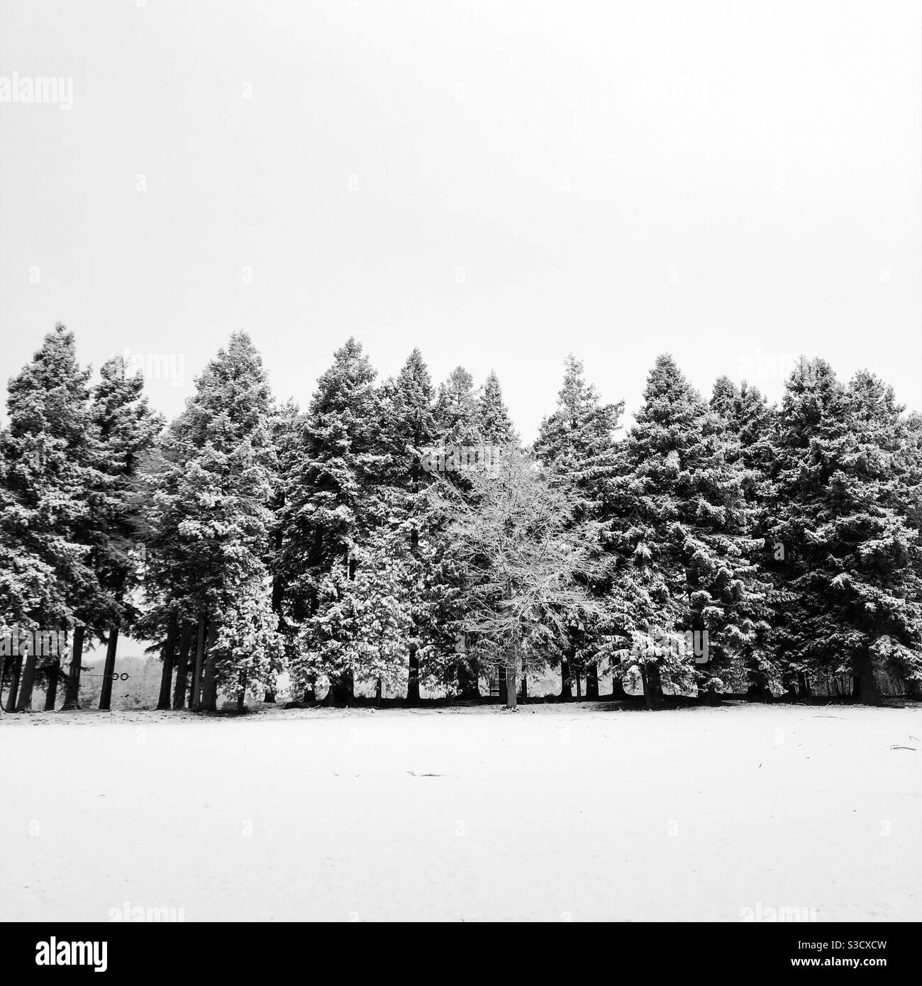 Alberi in una linea - Immagine stock catturata con smartphone
