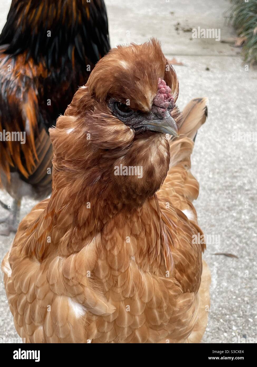 Dettagli del volto di un pollo ornamentale esotico di razza Foto Stock