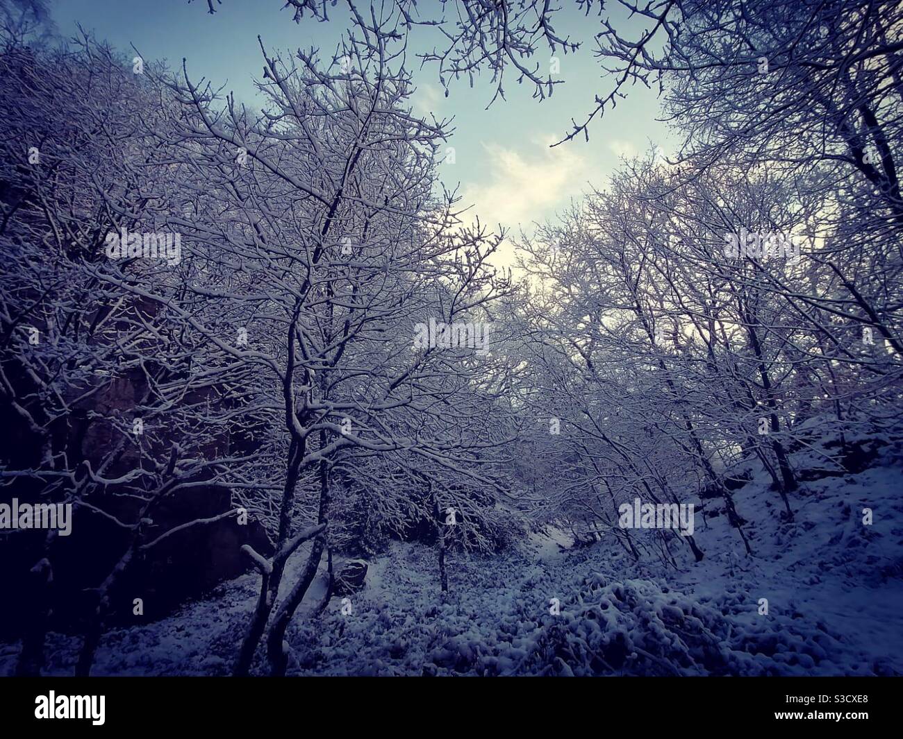 Una bella scena di neve di verricello in un bosco boscoso Foto Stock