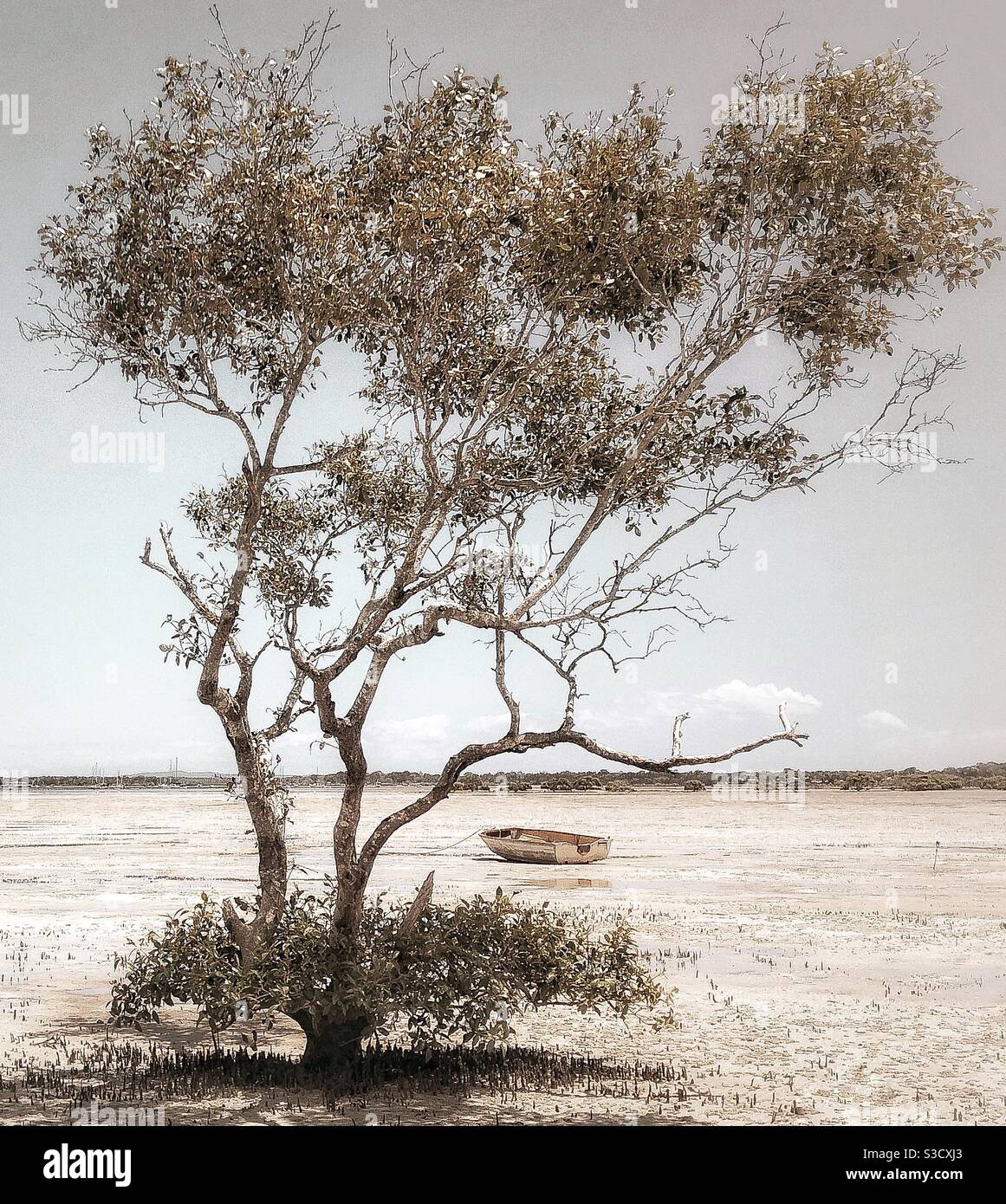 Lone Tree con barca Tin Can Bay Queensland Foto Stock