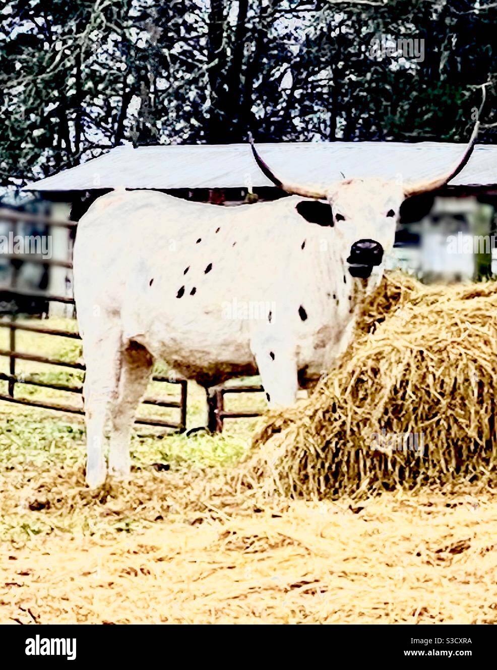 Grande toro cornato in piedi presso il suo fieno Foto Stock