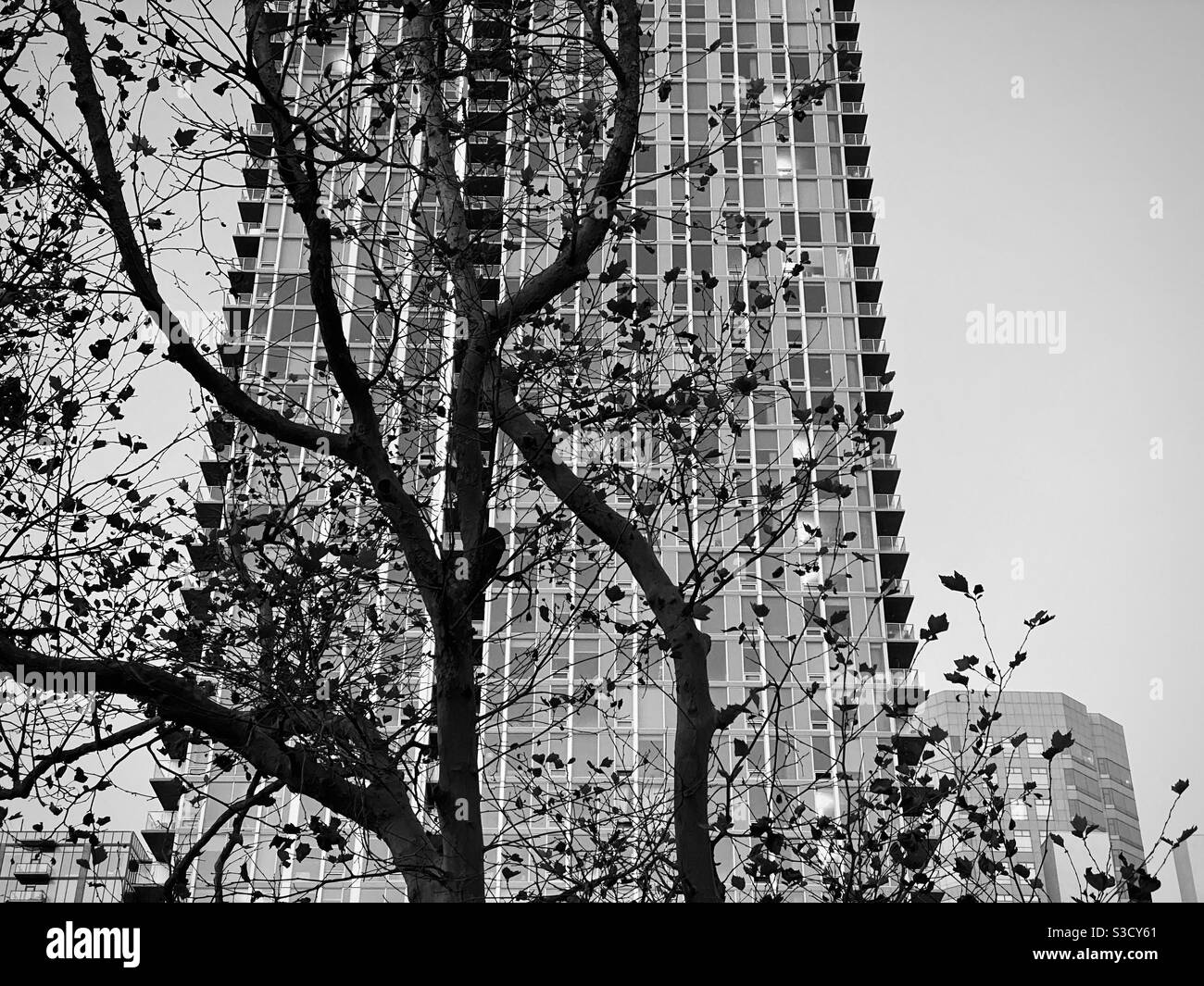 LOS ANGELES, CA, NOVEMBRE 2020: Nuovo alto edificio di appartamenti parzialmente oscurato da rami di alberi in primo piano in Downtown, bianco e nero, di giorno Foto Stock