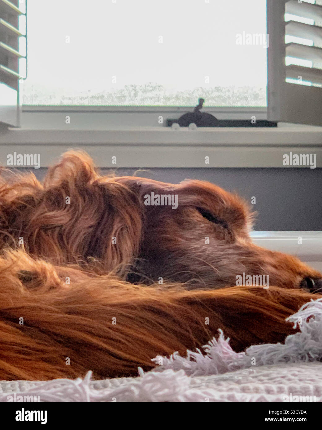 Lasciate che i cani dormano mentire. Un setter rosso si nutre in modo beato vicino alla finestra sotto una fresca brezza. Primo piano sulla testa - Immagine stock catturata con smartphone