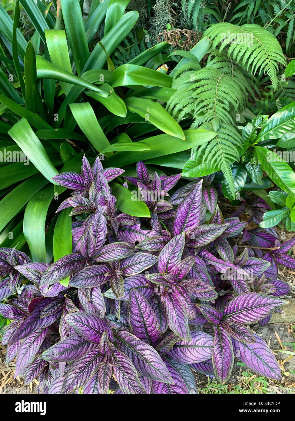 Splendide piante di fogliame viola e verde, color blocking in giardino Foto Stock