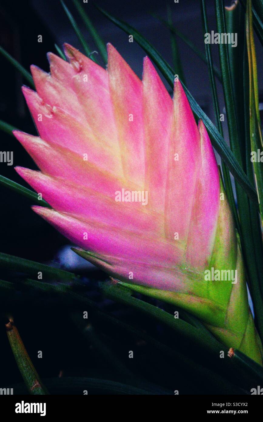 Tillandsia rosa. - Immagine stock catturata con smartphone