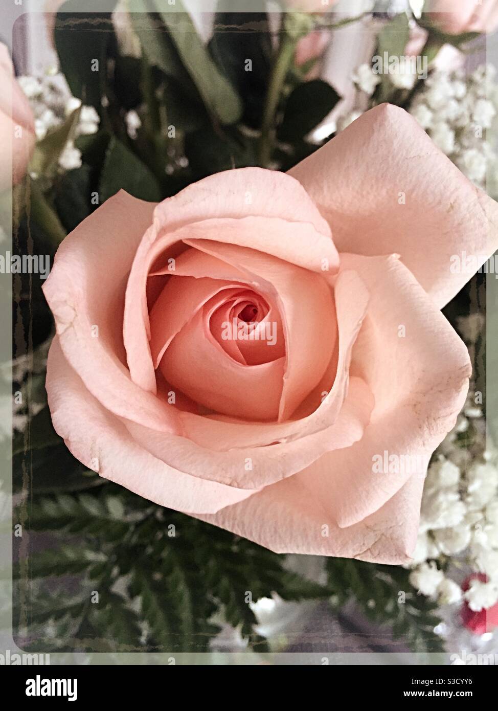 Primo piano di un fiore rosa in un bouquet Foto Stock