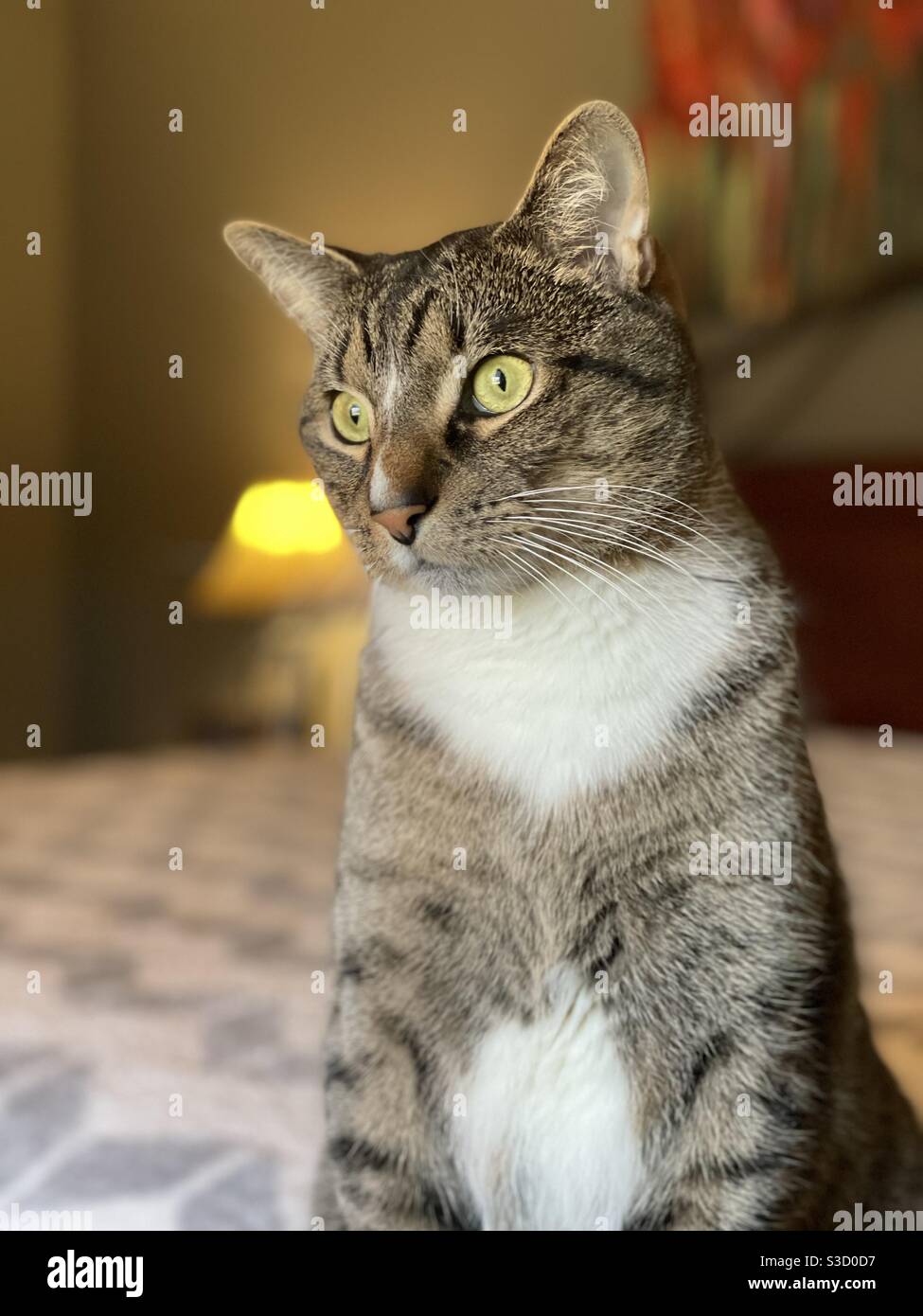 Simon il gatto Manx Foto Stock