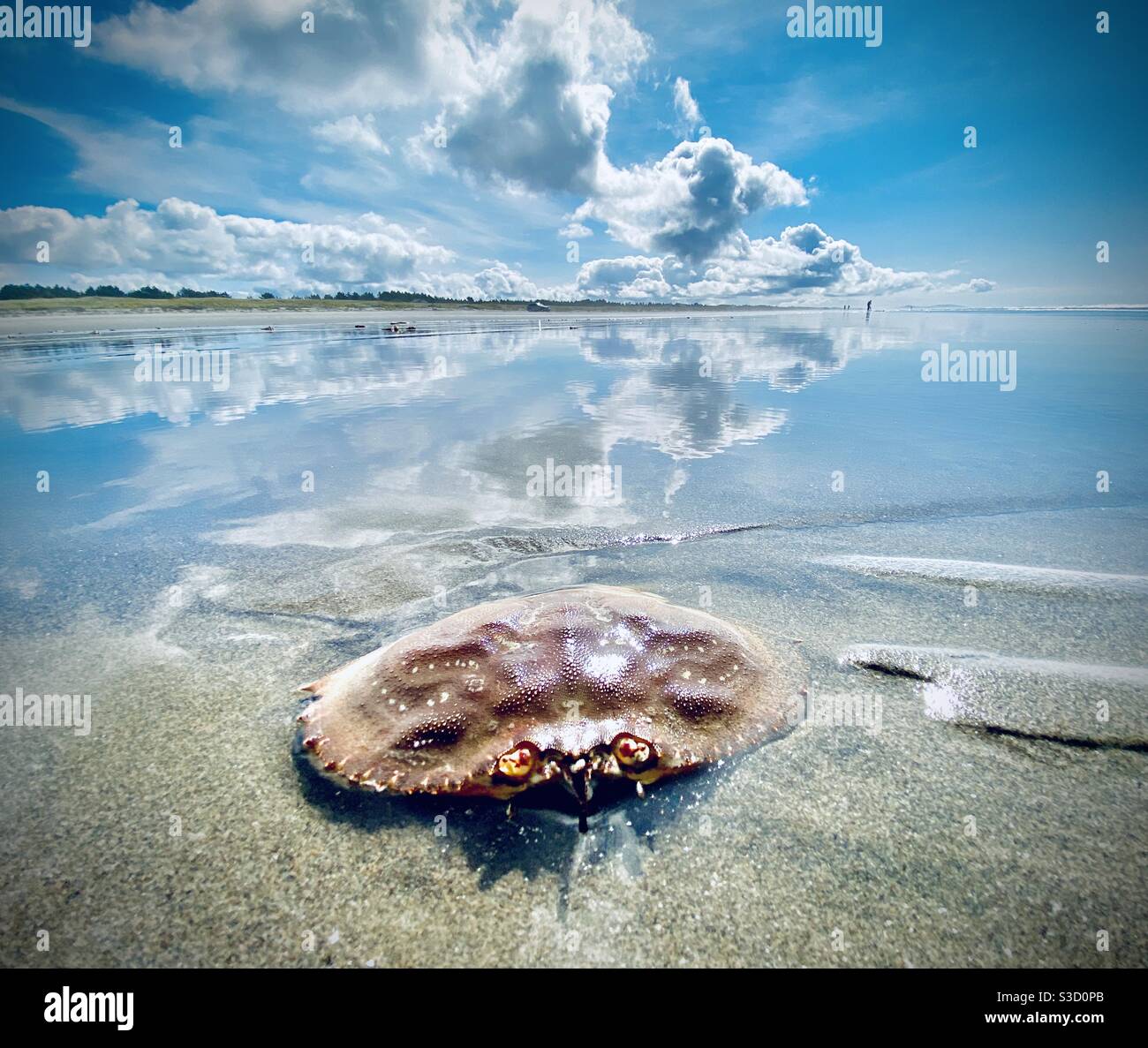 Guscio di granchio rosso a bassa marea a Long Beach, Washington state, USA - Immagine stock catturata con smartphone