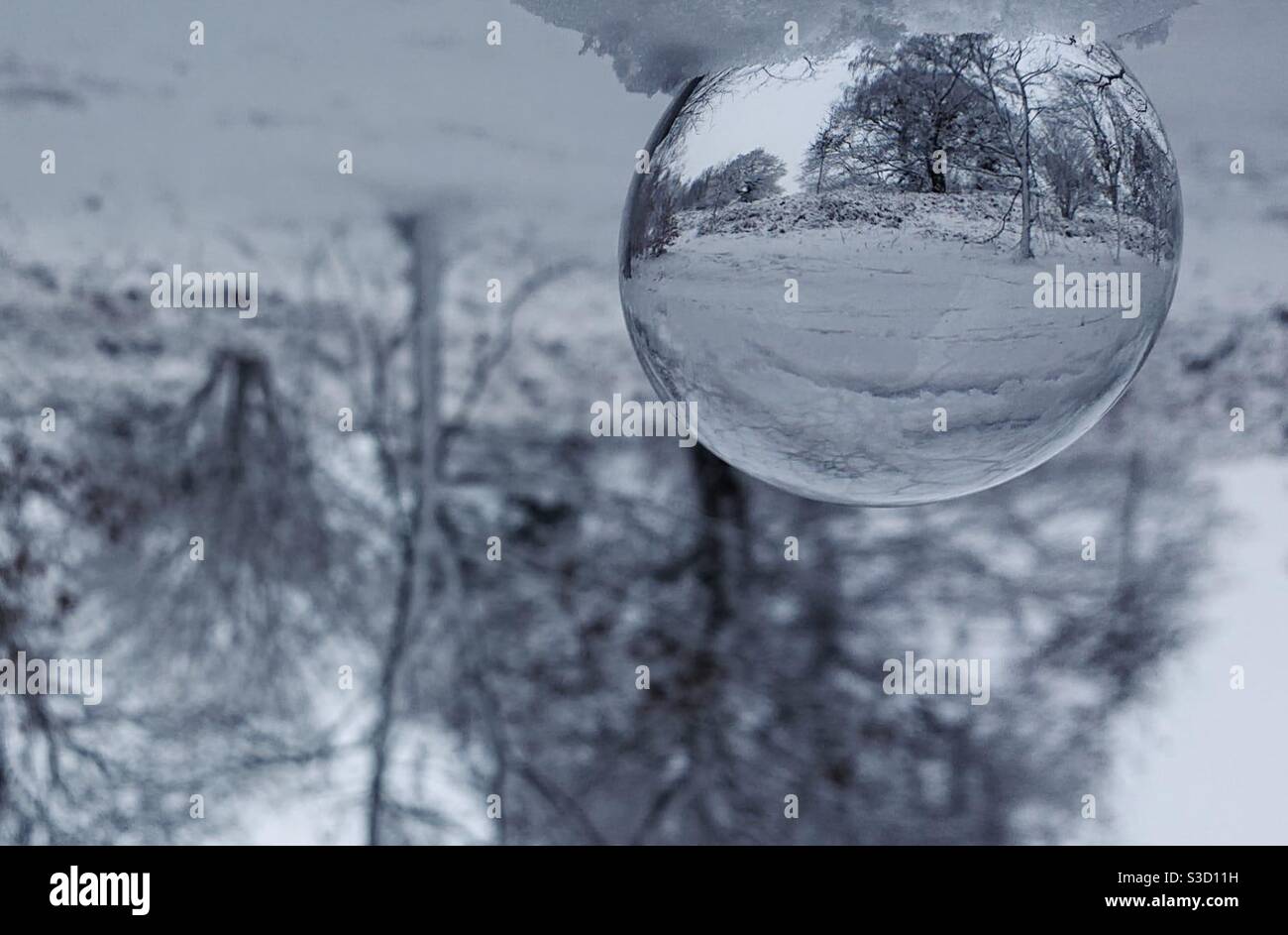 Una fotografia di un bellissimo paesaggio boschivo di verricello una sfera di vetro lensball Foto Stock