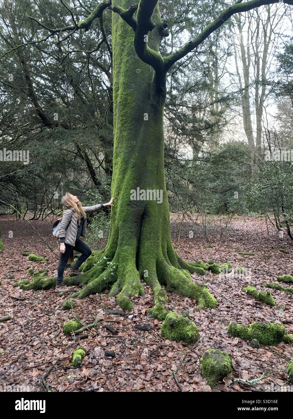 Donna che tocca l'albero mussoso nei boschi Foto Stock