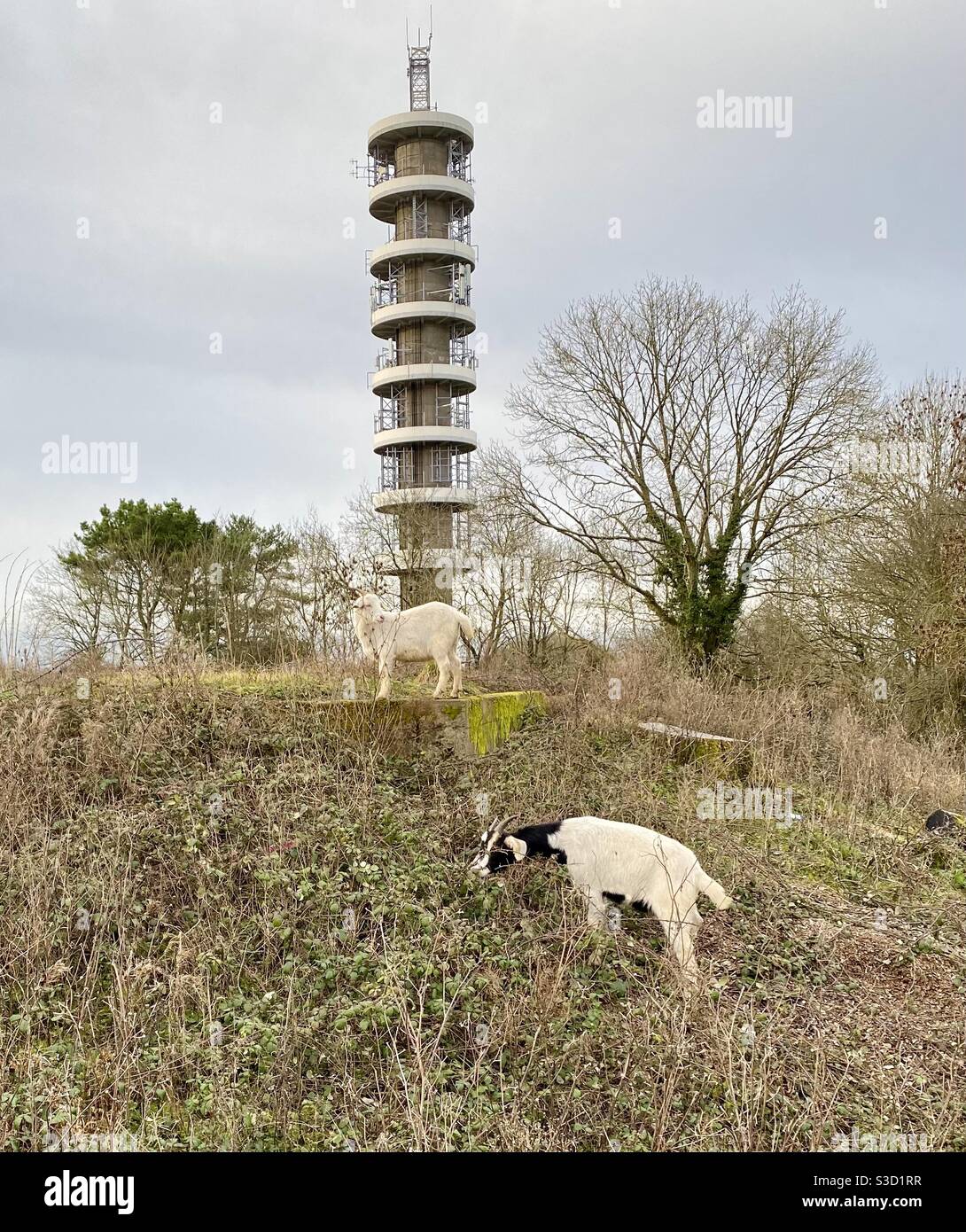 Streetgoat bristol - Immagine stock catturata con smartphone