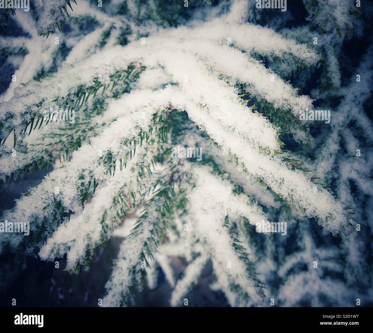 Uno strato di neve fresca su rami di pino. Primo piano della fotografia Foto Stock