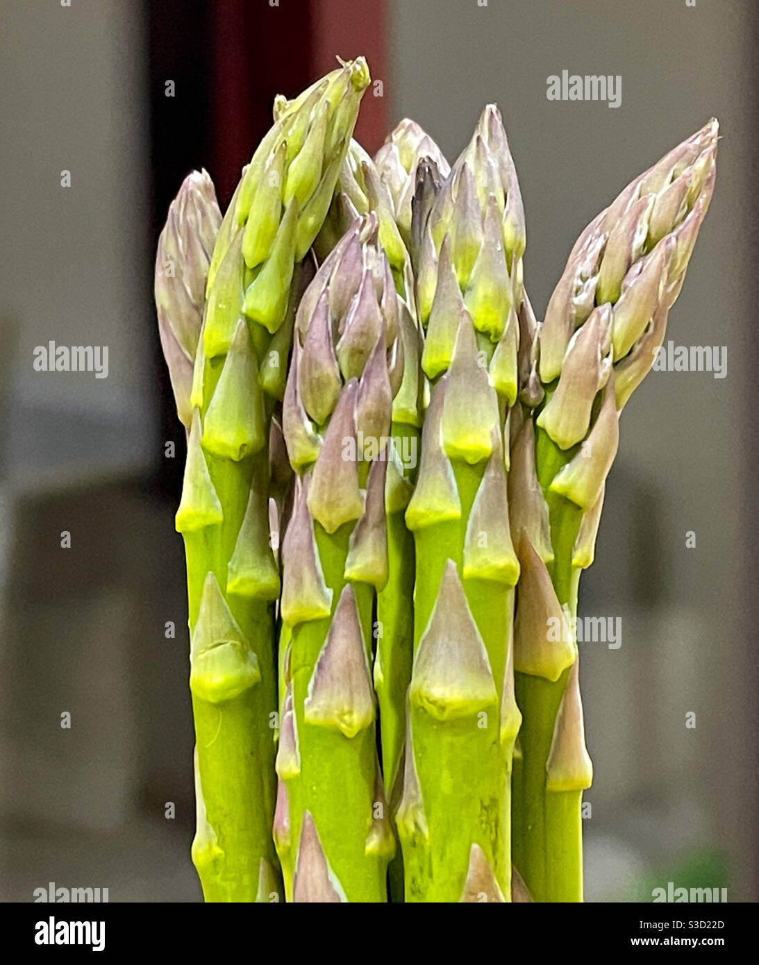 Vista ravvicinata delle punte delle cesoie di asparagi Foto Stock