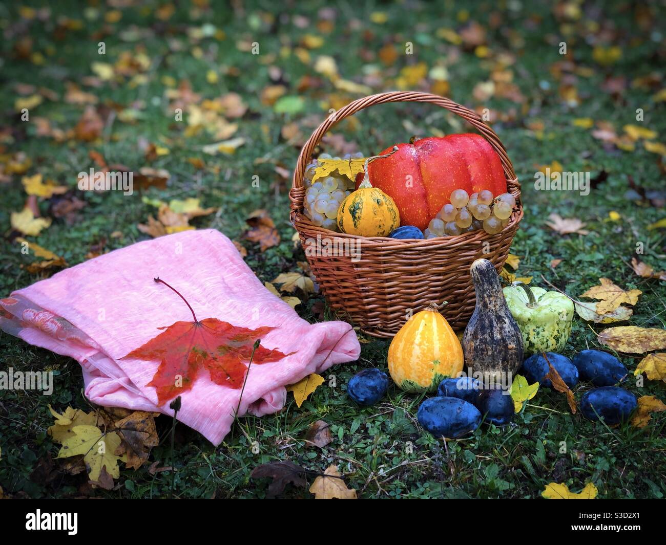 Vita morta in autunno: Cesto di legno, frutta, zucche e sciarpa rosa messi a terra - Immagine stock catturata con smartphone