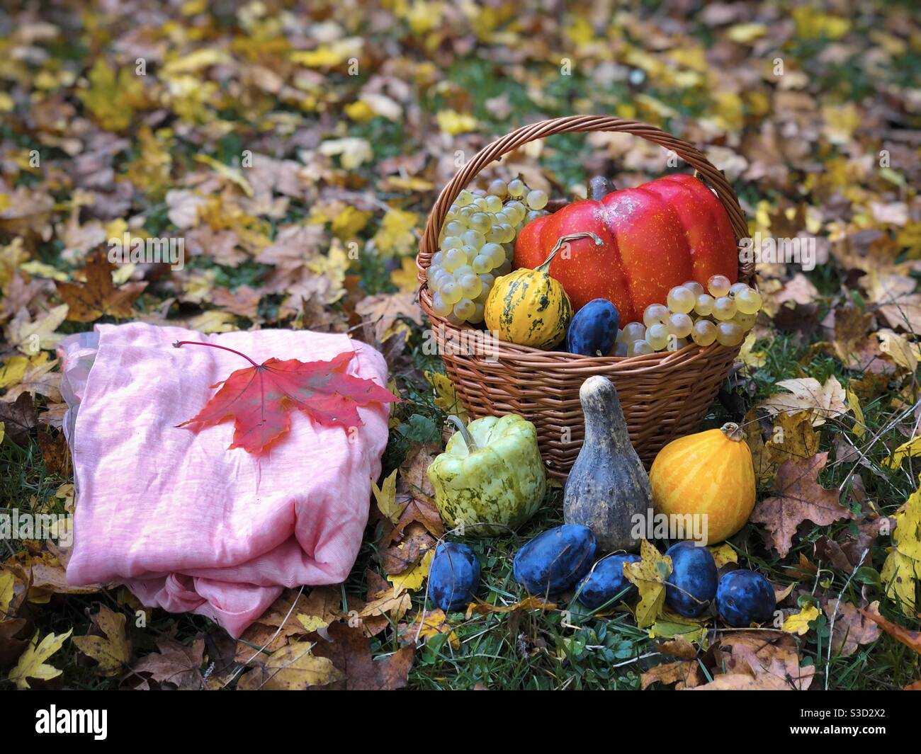 Vita morta in autunno: Cesto di legno, frutta, zucche e sciarpa rosa messi a terra - Immagine stock catturata con smartphone