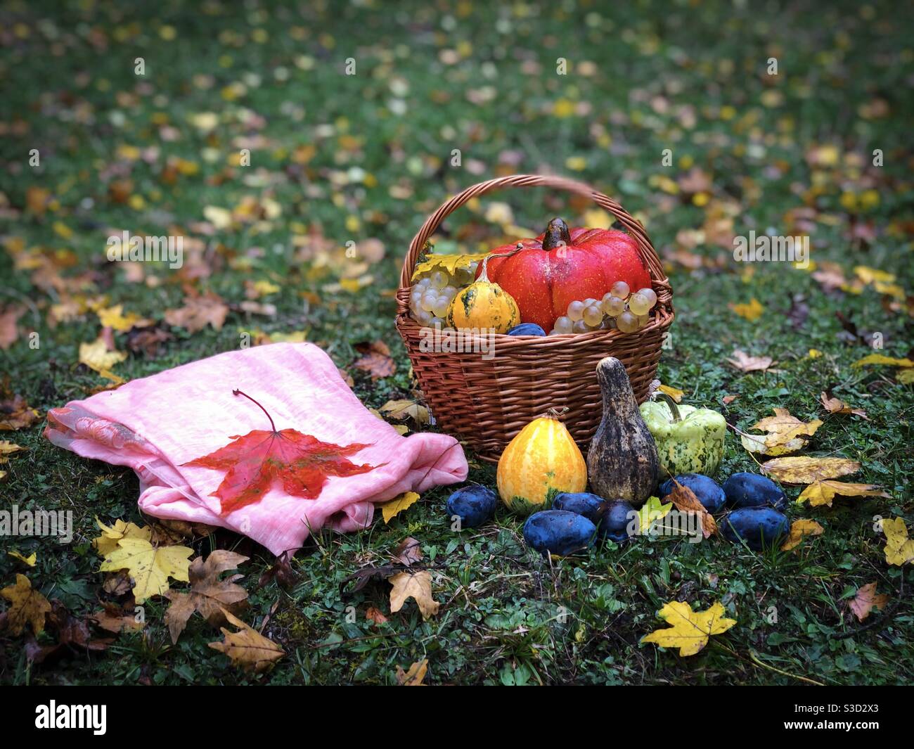 Vita morta in autunno: Cesto di legno, frutta, zucche e sciarpa rosa messi a terra - Immagine stock catturata con smartphone