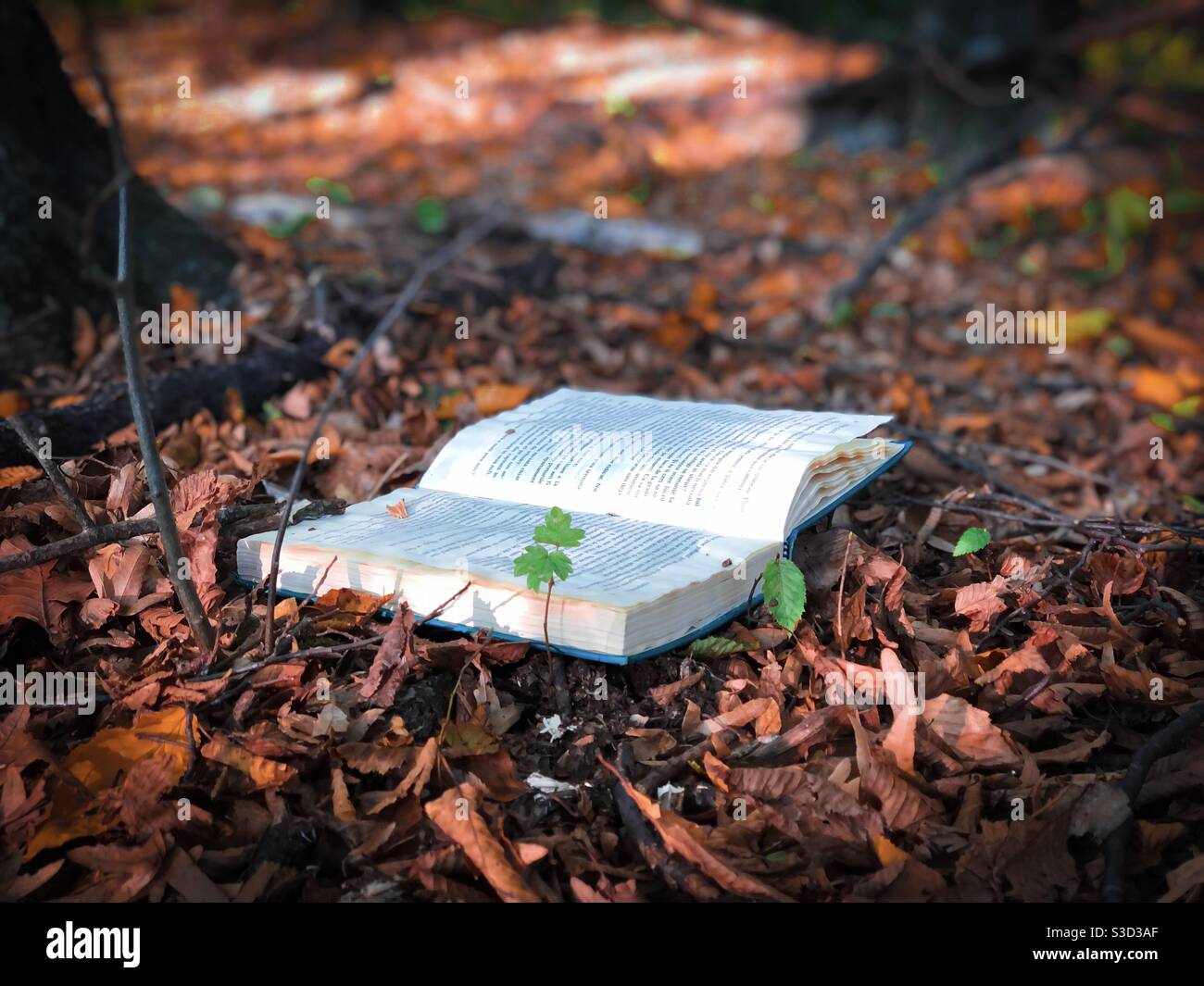 Libro aperto sulle foglie marroni dell'autunno caduto a terra Foto Stock