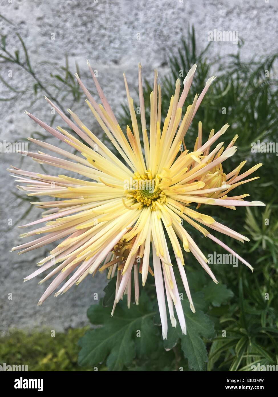 Vista della chiocra di fiori di montagna gialla Foto Stock