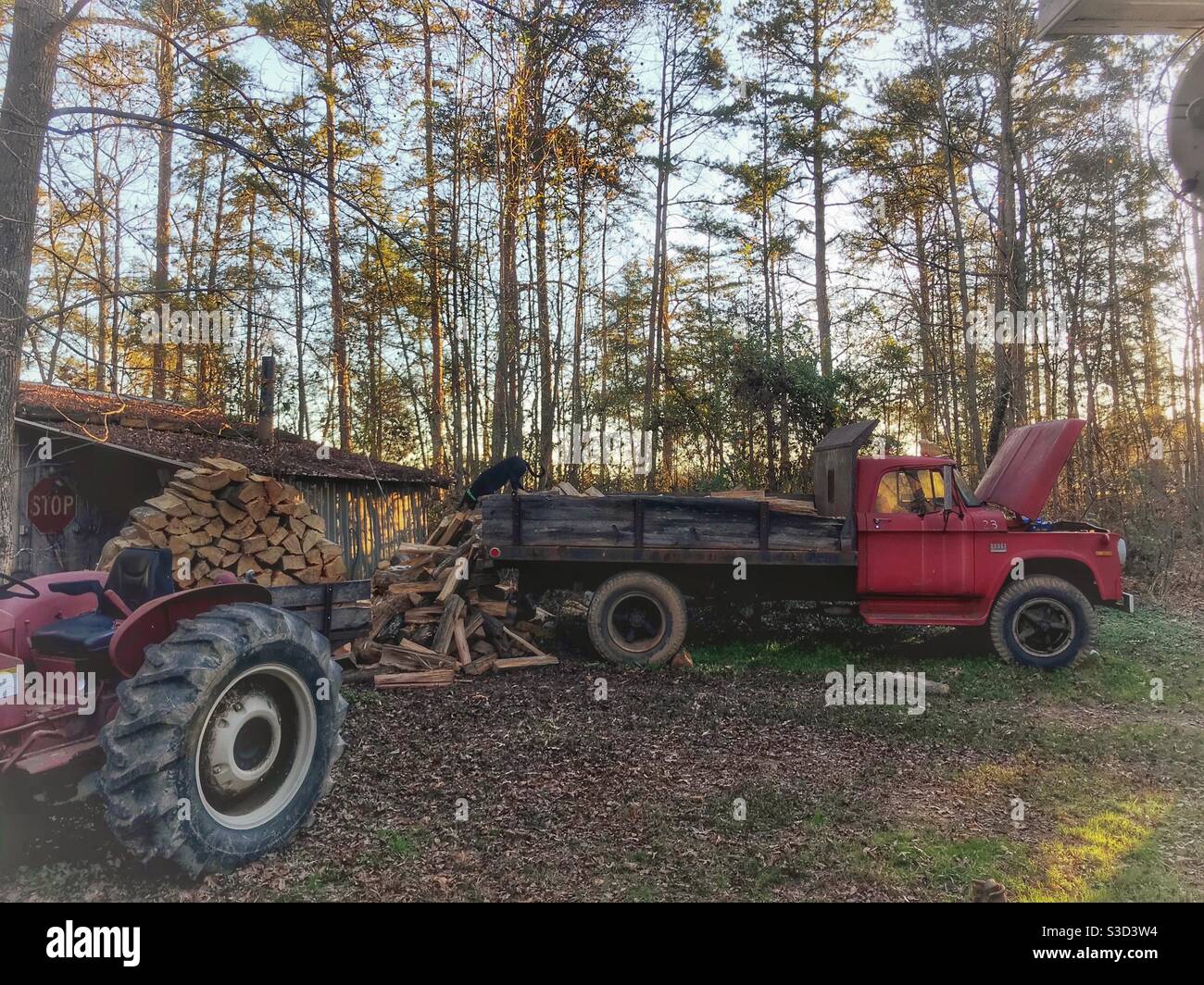 Il trattore rosso d'epoca e il dumper rosso d'epoca portano entrambi carichi di legna da ardere a stufa di legno d'inverno Foto Stock