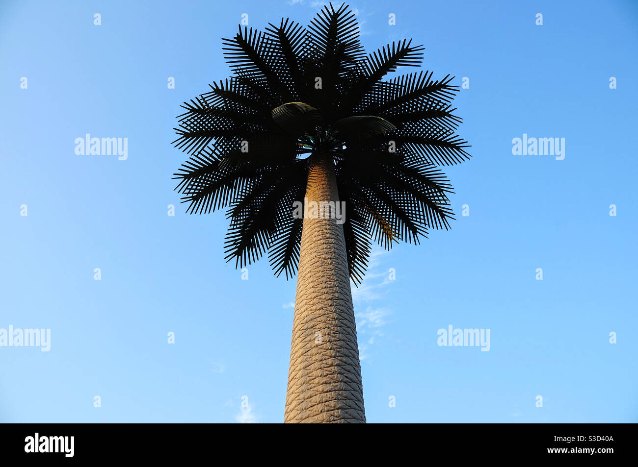 Palma alta con una grande corona Foto Stock