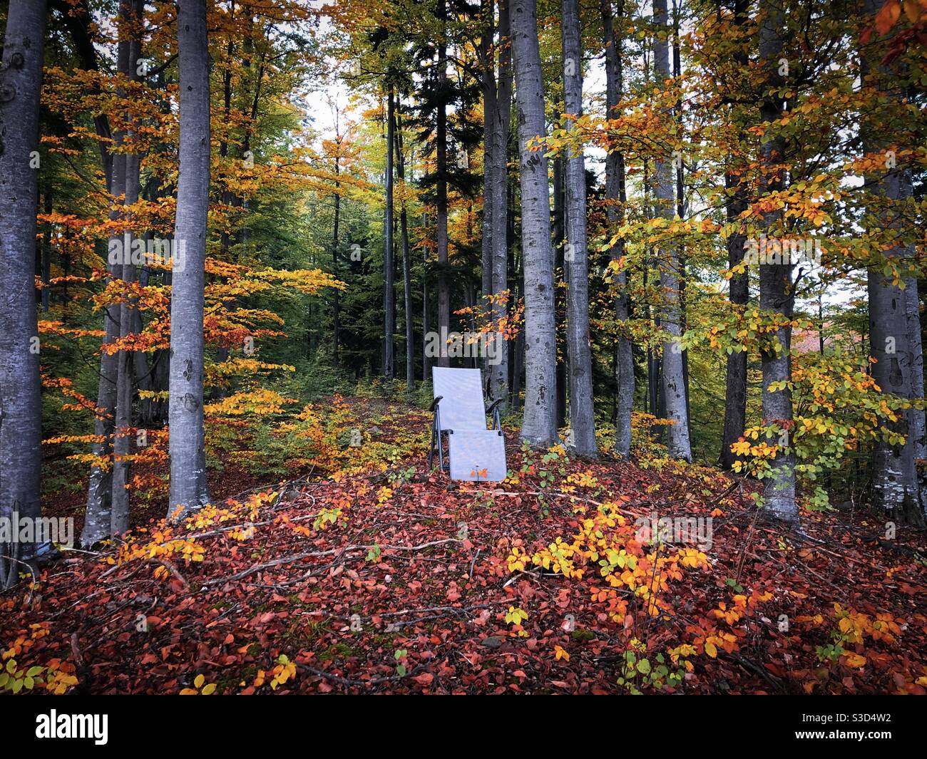 Sedia nel mezzo di una foresta in autunno Foto Stock