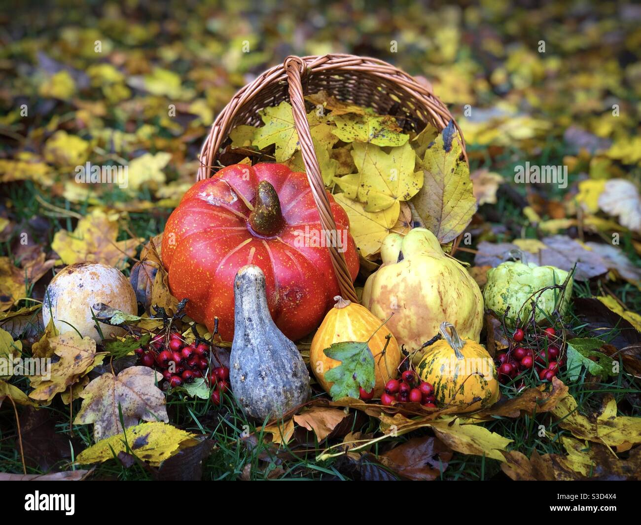 La natura morta dell'autunno consiste in un cesto di legno riempito di zucche, frutta e foglie gialle Foto Stock