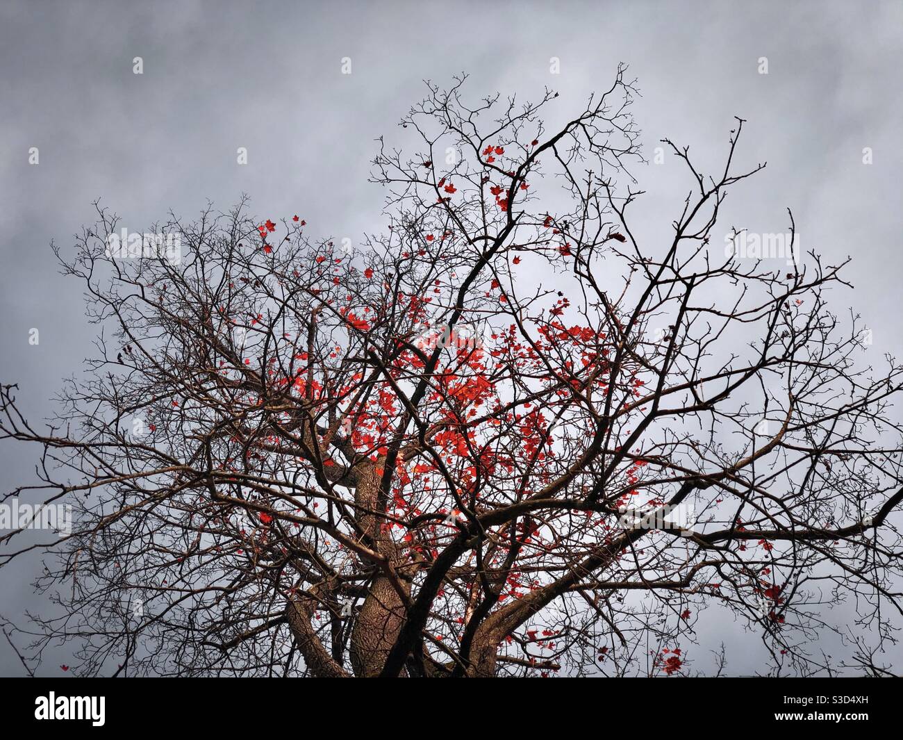 Ultimo autunno rosso foglie in un albero Foto Stock