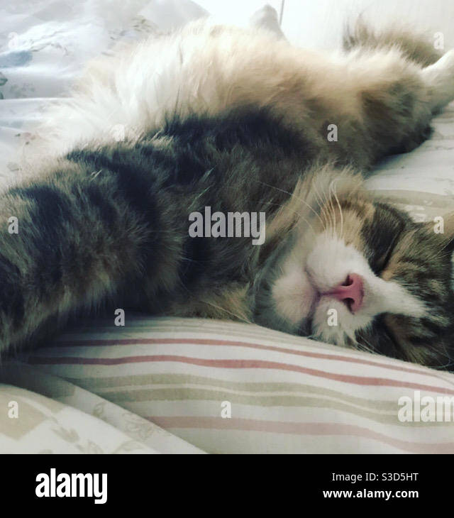 Gatto carino morbido addormentato a letto Foto Stock