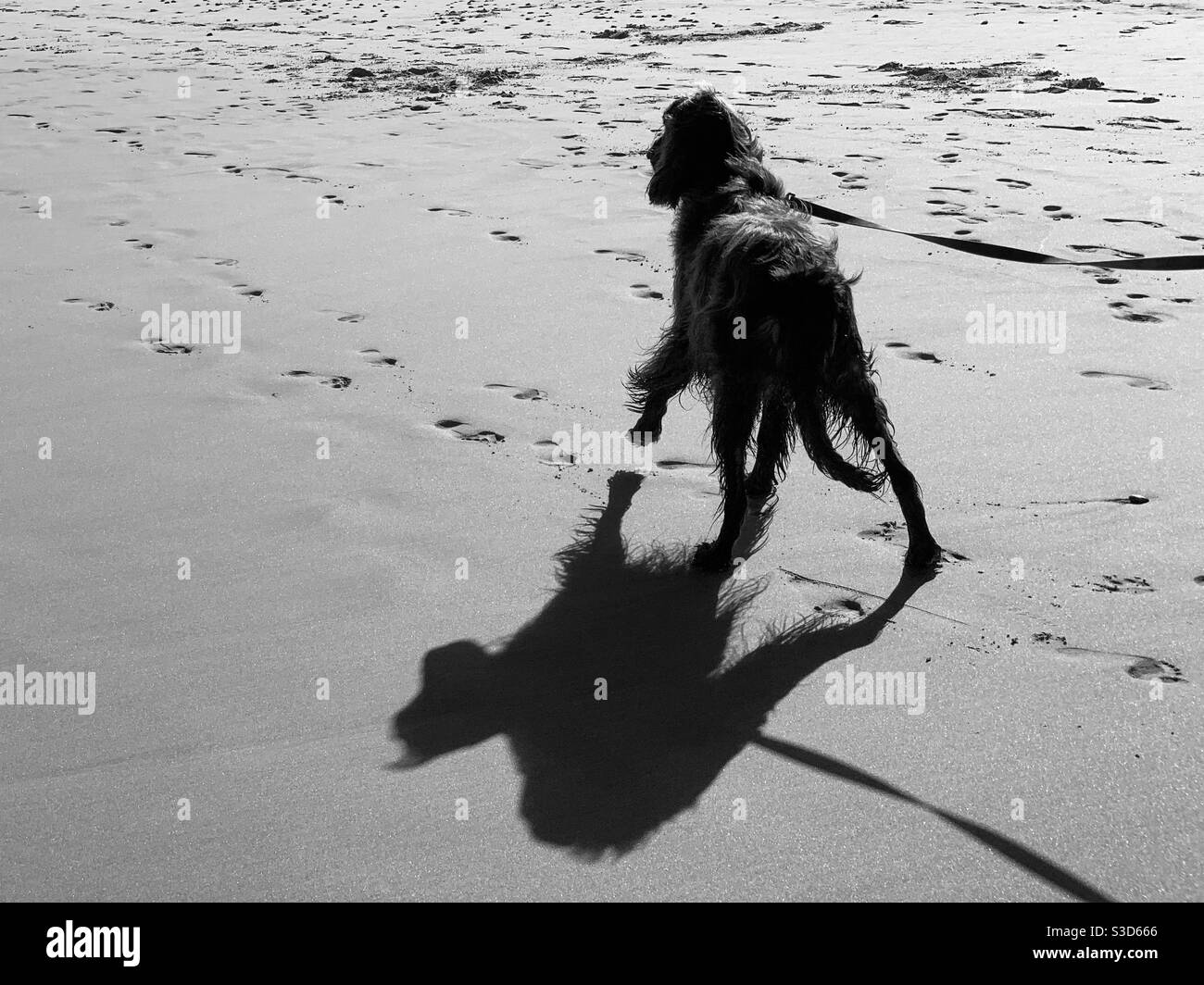 SIDE stepping la sua ombra, una foto in bianco e nero di un Irish Setter su una spiaggia australiana - Immagine stock catturata con smartphone