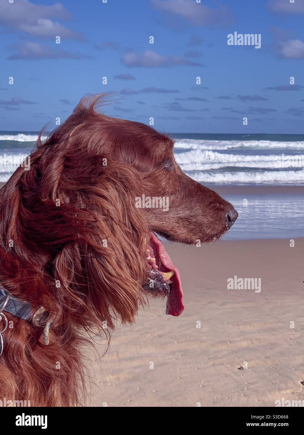Hot dog, cane irlandese Setter con la lingua che si trova su una spiaggia australiana nel pomeriggio d'estate con le onde che si infrangono sullo sfondo - Immagine stock catturata con smartphone