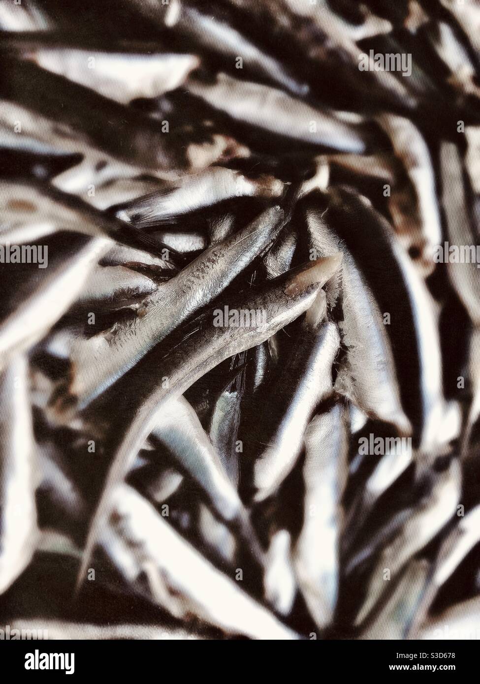 Pesce fresco di acciuga pronto per essere cucinato Foto Stock
