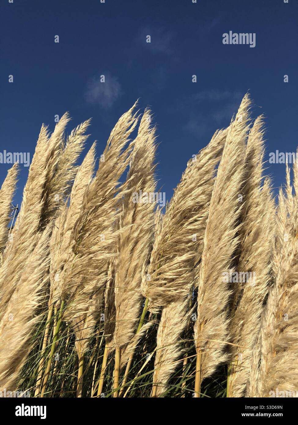 L'erba di Pampas che soffia nel vento sotto un cielo blu Foto Stock