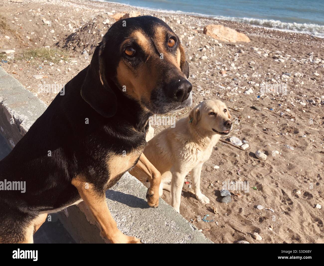 Cani randagi sulla spiaggia guardando la macchina fotografica - Immagine stock catturata con smartphone