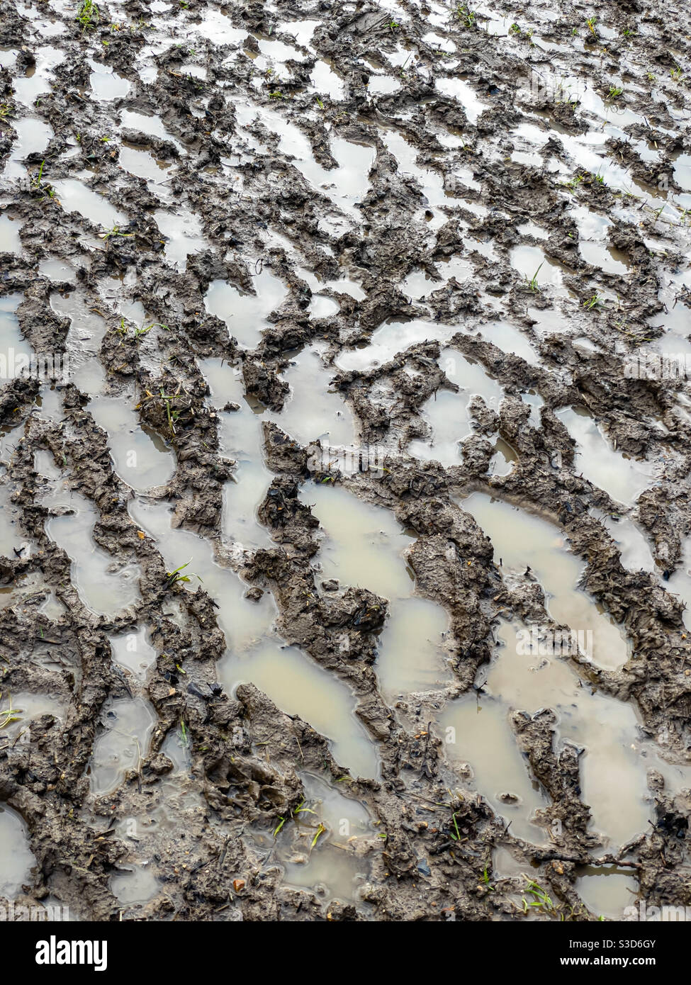 Percorso pedonale Waterlogged, Hertfordshire, Regno Unito Foto Stock