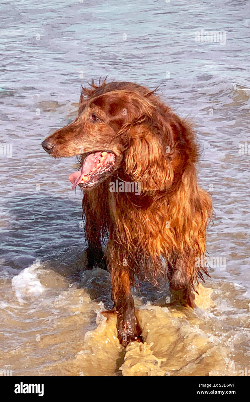 Facendo un tuffo passeggiando tra le onde, un felice cane Irlandese Setter rosso che ottiene i suoi piedi bagnati nell'acqua di mare alla spiaggia - Immagine stock catturata con smartphone
