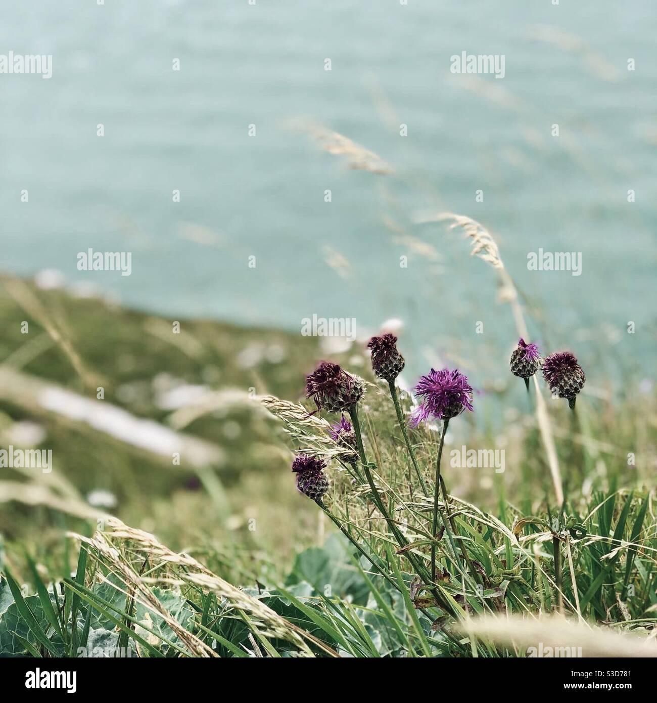 Fiori che soffiano nella brezza sul lato di a. scogliera Foto Stock