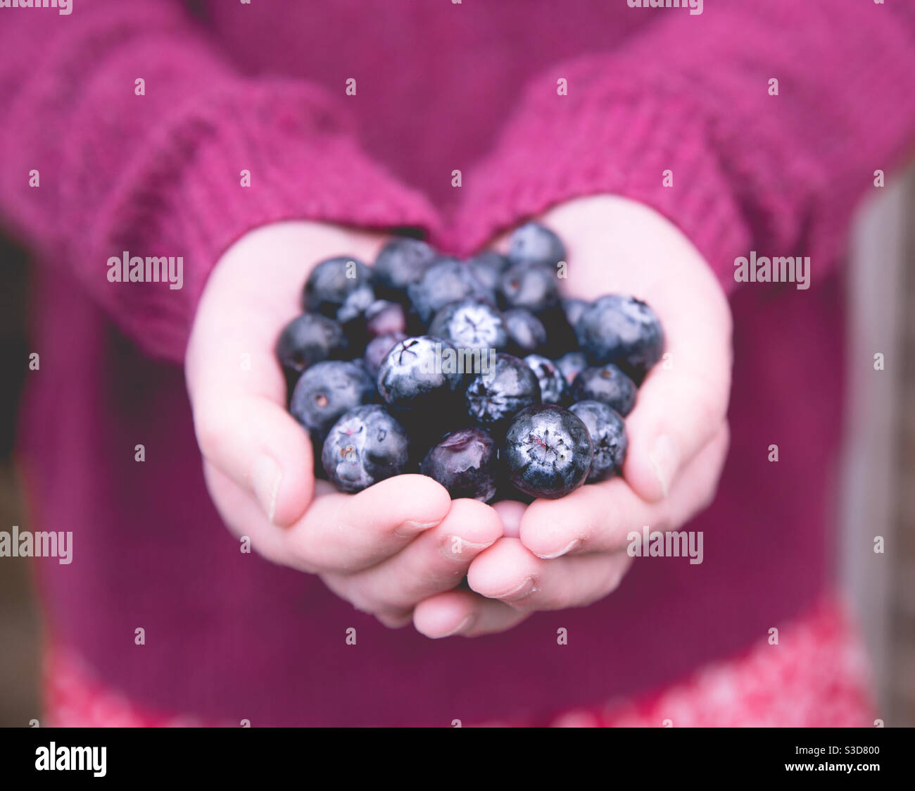 Mezza sezione di una ragazza in rosa che tiene una manciata di mirtilli freschi e biologici maturi con spazio per la copia Foto Stock