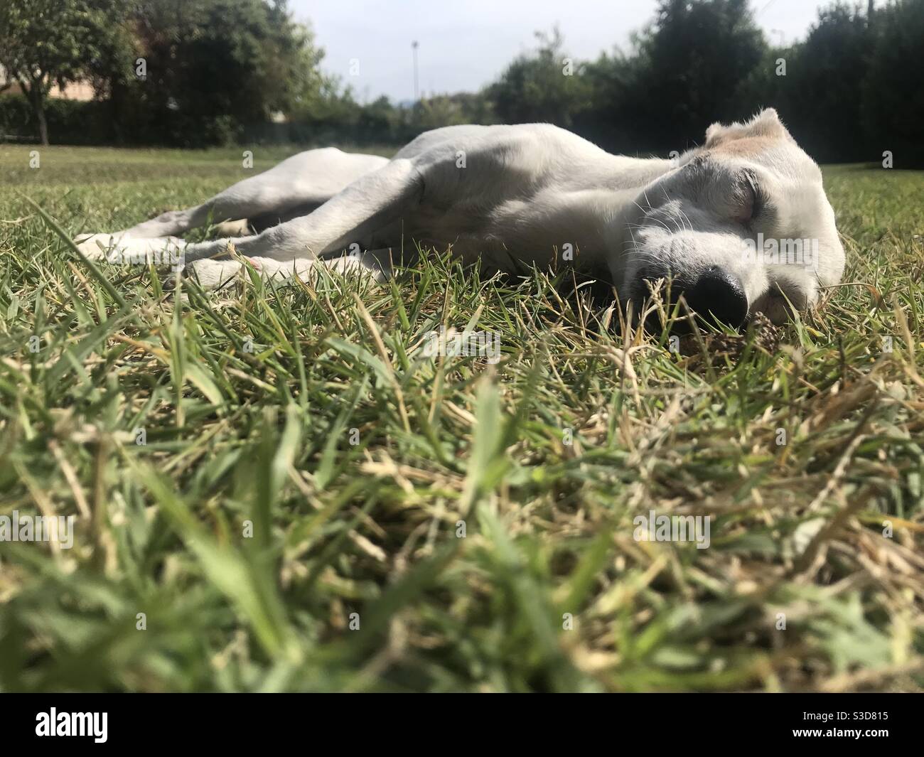 Cane che dorme nella natura Foto Stock