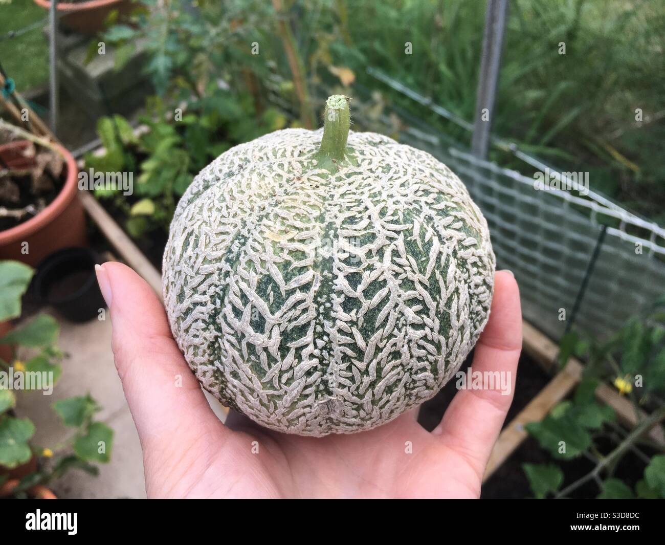 Tenendo un melone di cantaloupe appena raccolto Foto Stock