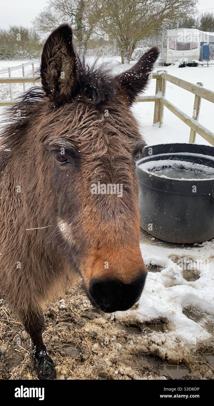 Asino attraversare pony Shetland nella neve Essex 2021 Foto Stock