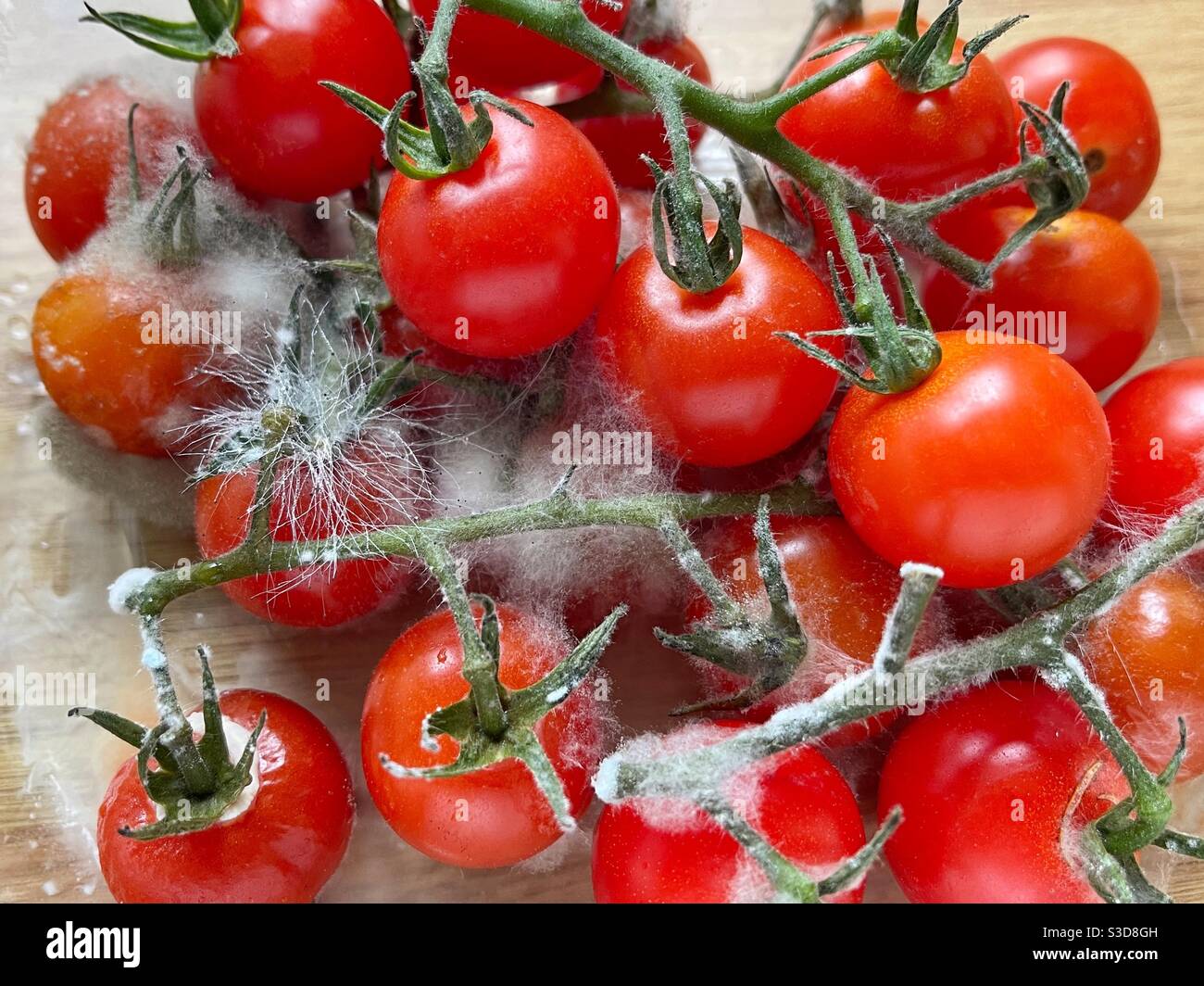 Pomodori ciliegini ricoperti di muffa Foto Stock